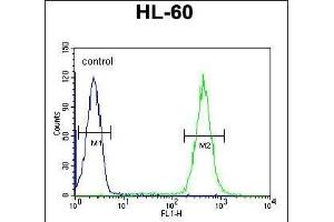 OBEC2 Antibody (N-term) 5701a flow cytometric analysis of HL-60 cells (right histogram) compared to a negative control cell (left histogram). (APOBEC2 Antikörper  (N-Term))