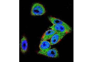 Confocal immunofluorescent analysis of DVL3 Antibody (C-term) (ABIN655969 and ABIN2845354) with  cell followed by Alexa Fluor 488-conjugated goat anti-rabbit lgG (green).