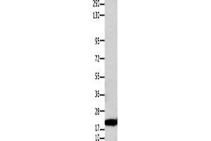 Western Blotting (WB) image for anti-Claudin 1 (CLDN1) antibody (ABIN2425951) (Claudin 1 Antikörper)