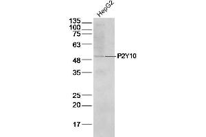 HepG2 Cell lysates probed with P2Y10 Polyclonal Antibody, unconjugated at 1:500 overnight at 4°C followed by a conjugated secondary antibody for 60 minutes at 37°C. (P2RY10 Antikörper  (AA 151-250))