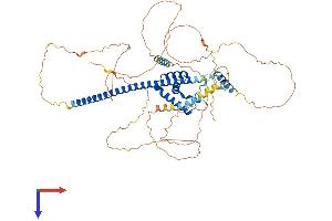SOX13 Protein (AA 1-613) (His tag)