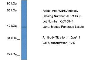 Western Blotting (WB) image for anti-WD Repeat Domain 5 (WDR5) (C-Term) antibody (ABIN2776739)
