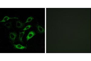 Immunofluorescence analysis of A549 cells, using PTGDR antibody. (PTGDR Antikörper)