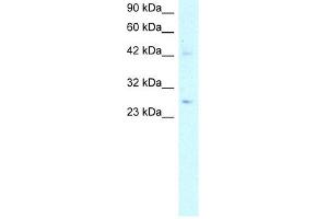 WB Suggested Anti-ACDC Antibody Titration:  5. (ADIPOQ Antikörper  (N-Term))