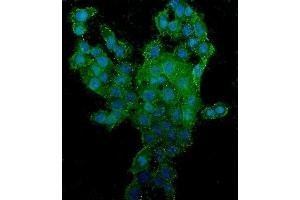 IF analysis of CD44 using anti-CD44 antibody (ABIN7603137).