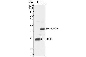 Western Blot showing NANOG antibody used against NTERA-2 cell lysate (2). (Nanog Antikörper  (AA 20-166))
