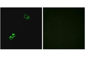 Immunofluorescence (IF) image for anti-G Protein-Coupled Receptor, Family C, Group 6, Member A (GPRC6A) (AA 471-520) antibody (ABIN2890865) (GPRC6A Antikörper  (AA 471-520))