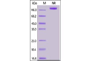 SDS-PAGE (SDS) image for Tumor Necrosis Factor (Ligand) Superfamily, Member 13b (TNFSF13B) (AA 140-285) (Active) protein (Fc Tag) (ABIN7013454)