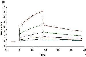 Surface Plasmon Resonance (SPR) image for Natural Cytotoxicity Triggering Receptor 3 (NCR3) (AA 19-138) protein (Fc Tag) (ABIN7275350)