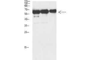 Western Blot analysis of Luciferase protein using antibody diluted at 1:1000. (Luciferase Antikörper)