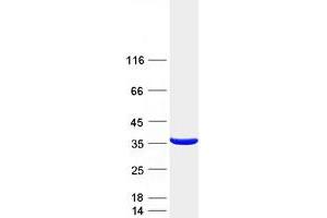 Validation with Western Blot (MLX Protein (Transcript Variant 2) (Myc-DYKDDDDK Tag))