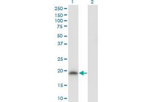 Western Blot analysis of POU5F1 expression in transfected 293T cell line by POU5F1 monoclonal antibody (M04), clone 3A10. (OCT4 Antikörper  (AA 81-164))