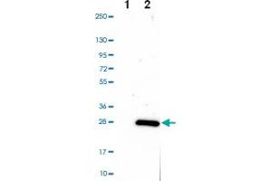 Western blot analysis of Lane 1: Negative control (vector only transfected HEK293T lysate) Lane 2: Over-expression Lysate (Co-expressed with a C-terminal myc-DDK tag (~3. (ARL6IP1 Antikörper)