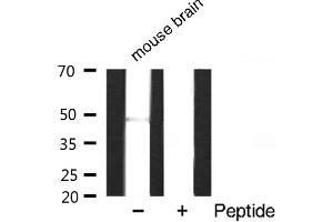 Western blot analysis of extracts of various sample,using GATA3 antibody. (HDAC3 Antikörper  (C-Term))