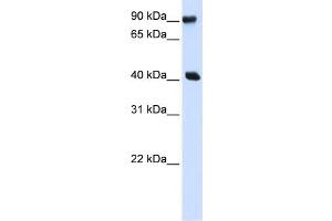 WB Suggested Anti-PBXIP1 Antibody Titration:  0. (PBXIP1 Antikörper  (N-Term))