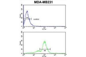 ACR Antibody (Center) flow cytometric analysis of MDA-MB231 cells (bottom histogram) compared to a negative control cell (top histogram).