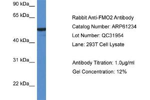 Western Blotting (WB) image for anti-Flavin Containing Monooxygenase 2 (Non-Functional) (FMO2) (N-Term) antibody (ABIN2788732)