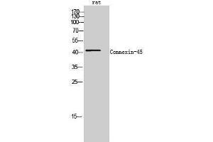 Western Blotting (WB) image for anti-Gap Junction Protein, gamma 1, 45kDa (GJC1) (C-Term) antibody (ABIN3184040) (GJC1 Antikörper  (C-Term))