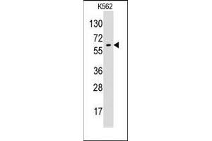 Western blot analysis of anti-GPC6 Pab in K562 cell line lysates (35ug/lane). (Glypican 6 Antikörper  (N-Term))