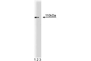 Western blot analysis of Hsp110 on a rat cerebrum lysate. (HSPA4 Antikörper  (AA 703-858))