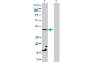 Western Blot analysis of LDHC expression in transfected 293T cell line by LDHC MaxPab polyclonal antibody. (Lactate Dehydrogenase C Antikörper  (AA 1-332))