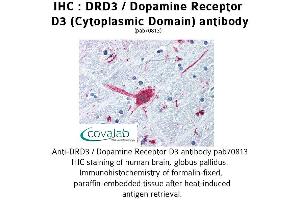 Image no. 1 for anti-Dopamine Receptor D3 (DRD3) (3rd Cytoplasmic Domain) antibody (ABIN1733784) (DRD3 Antikörper  (3rd Cytoplasmic Domain))