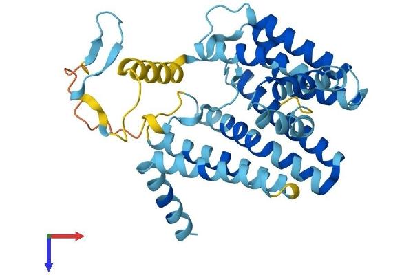 PEX16 Protein (AA 1-336) (His tag)
