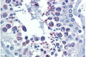Human Testis (formalin-fixed, paraffin-embedded) stained with DIABLO antibody ABIN462354 followed by biotinylated anti-mouse IgG secondary antibody ABIN481714, alkaline phosphatase-streptavidin and chromogen. (DIABLO Antikörper)