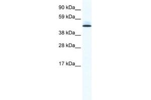 Western Blotting (WB) image for anti-Polymerase I and Transcript Release Factor (PTRF) antibody (ABIN2461448) (PTRF Antikörper)