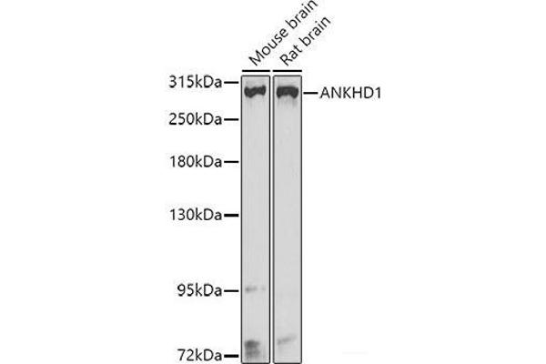 ANKHD1 Antikörper