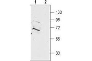 Western blot analysis of rat brain membranes: - 1. (Prokineticin Receptor 2 Antikörper  (Extracellular, N-Term))