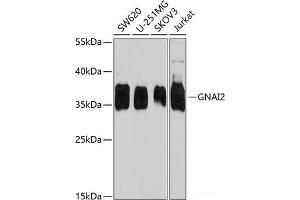 Western blot analysis of extracts of various cell lines using GNAI2 Polyclonal Antibody at dilution of 1:1000. (GNAI2 Antikörper)