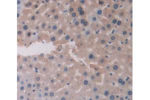Immunohistochemistry (IHC) image for anti-Cholinergic Receptor, Nicotinic, alpha 4 (CHRNA4) (AA 32-249) antibody (ABIN5013333)