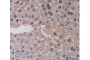 Used in DAB staining on fromalin fixed paraffin- embedded Kidney tissue (CHRNA4 Antikörper  (AA 32-249))