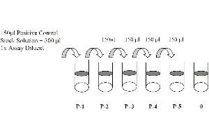 This picture shows the preparation of the positive control. (EGFR ELISA Kit)