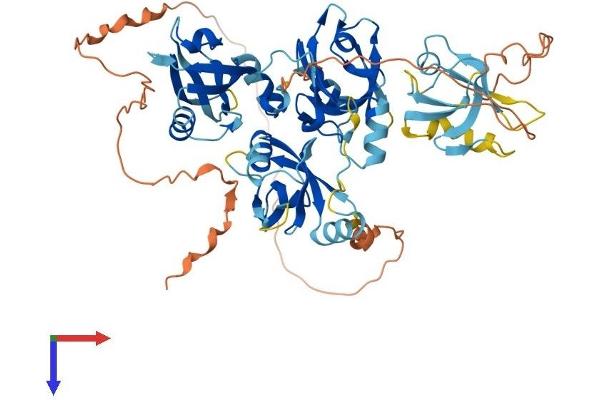 PDZD3 Protein (AA 1-571) (His tag)