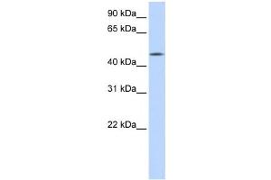 Western Blotting (WB) image for anti-Chromosome 20 Open Reading Frame 160 (C20orf160) antibody (ABIN2459536) (C20orf160 Antikörper)