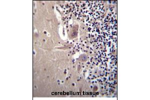 CRYBA1 Antibody (Center) (ABIN656311 and ABIN2845613) immunohistochemistry analysis in formalin fixed and paraffin embedded human cerebellum tissue followed by peroxidase conjugation of the secondary antibody and DAB staining.
