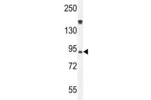 Myeloperoxidase antibody western blot analysis in HL-60 lysate. (Myeloperoxidase Antikörper  (AA 60-89))