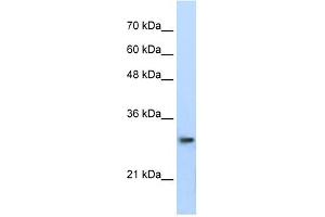 PSMA1 antibody used at 0.