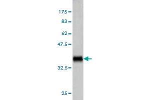 Western Blot detection against Immunogen (37. (TNFSF14 Antikörper  (AA 61-170))