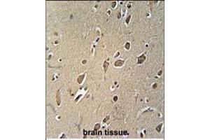 NGFR Antibody (ABIN2802041 and ABIN6577055) immunohistochemistry analysis in formalin fixed and paraffin embedded human brain tissue followed by peroxidase conjμgation of the secondary antibody and DAB staining. (NGFR Antikörper)