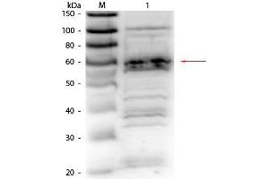 Western Blot of Rabbit Anti-RFX5 antibody.