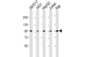 All lanes : Anti-SLC22A2 Antibody (N-term) at 1:2000 dilution Lane 1: 293T/17 whole cell lysate Lane 2: A431 whole cell lysate Lane 3: HepG2 whole cell lysate Lane 4: Jurkat whole cell lysate Lane 5: Raji whole cell lysate Lysates/proteins at 20 μg per lane. (SLC22A2 Antikörper  (N-Term))