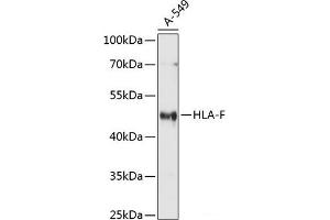 Western blot analysis of extracts of A-549 cells using HLA-F Polyclonal Antibody at dilution of 1:1000. (HLA-F Antikörper)