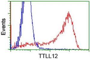 Image no. 4 for anti-Tubulin tyrosine Ligase-Like Family, Member 12 (TTLL12) antibody (ABIN1499030) (TTLL12 Antikörper)