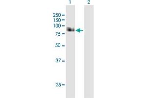 Western Blot analysis of APBB1 expression in transfected 293T cell line by APBB1 MaxPab polyclonal antibody. (FE65 Antikörper  (AA 1-708))