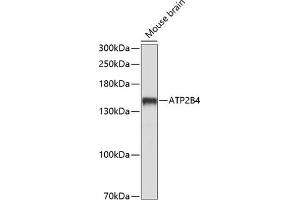 Western blot analysis of extracts of mouse brain, using B4 antibody (ABIN6127393, ABIN6137320, ABIN6137321 and ABIN6214232) at 1:1000 dilution. (ATP2B4 Antikörper  (AA 1141-1205))