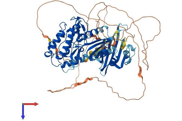 CAMK2B Protein (AA 1-666) (His tag)