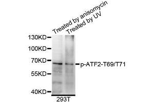 Western blot analysis of extracts of 293T cells, using Phospho-ATF2-T69/T71 antibody (ABIN5995600) at 1/1000 dilution. (ATF2 Antikörper  (pThr69, pThr71))